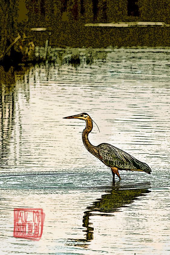 Jim Moorehead: Blue Heron Oriental