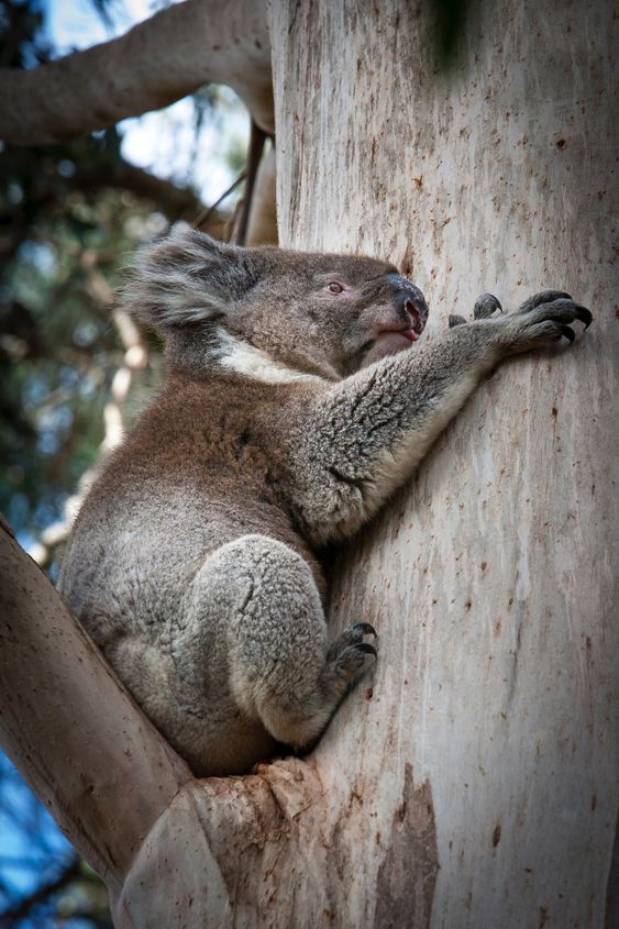 Jim Moorehead: Koala Kangaroo Island
